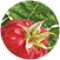 Raspberry Leaf Extract