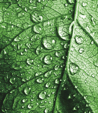 green leaf with water droplets on it