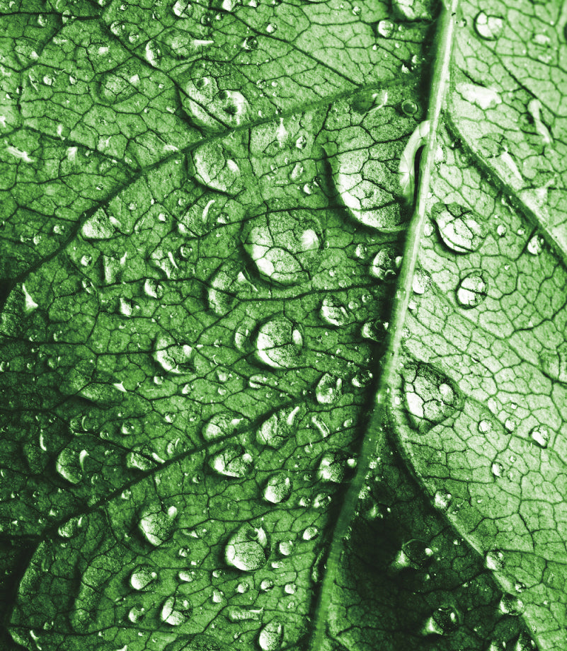 green leaf with water droplets on it