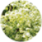 Swiss Cress Sprouts