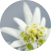 Edelweiss Plant Extracts